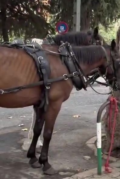 Carriage horse with visible ribs